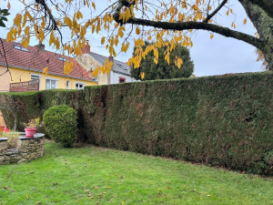 Photo de galerie - Taille de haies de thuyas