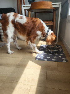 Photo de galerie - Garde d’Oddie, adorable Épagneul Breton Toujours content de venir chez moi et de partir en promenade !

Je veille au confort et au bien-être de votre chien tout au long de sa garde.

