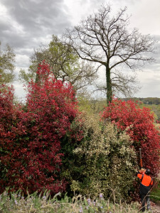 Photo de galerie - Taille de haie en pente à Sauvagnon 