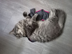 Photo de galerie - Garde chat