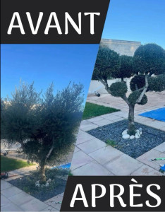 Photo de galerie - Taille de haies et d'arbustes