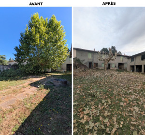 Photo de galerie - Prestation élagage généralement accompagné par un collègue plus spécialisé 