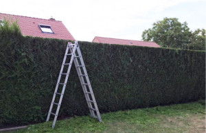 Photo de galerie - Taille de haies et d'arbustes