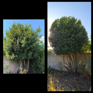Photo de galerie - Elagage et coupe d'arbres