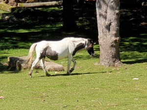 Photo de galerie - Aide à domicile