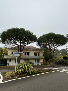 Photo de galerie - Taille d’éclaircie dans deux pins parasol