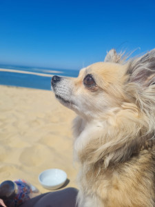 Photo de galerie - Heureuse propriété d'un chihuahua de 11ans