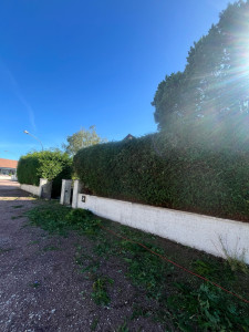 Photo de galerie - Taille de haie ?