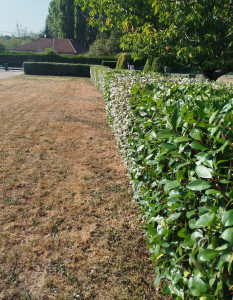 Photo de galerie - Taille de haie 