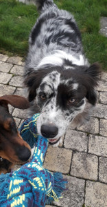 Photo de galerie - Partie de tirage à la corde avec Olly et Ruby. (j'ai évidemment perdu face à leurs belles petites bouilles) 