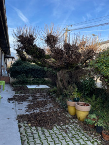 Photo de galerie - Elagage et coupe d'arbres