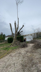 Photo de galerie - élagage. 