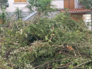 Photo de galerie - Taille de haies et d'arbustes