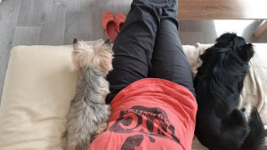 Photo de galerie - Garde chien