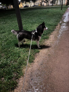 Photo de galerie - Chloé une husky que j’ai garder à la maison pendant une 10aines de jours 
