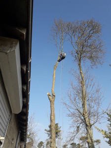 Photo de galerie - Elagage et coupe d'arbres