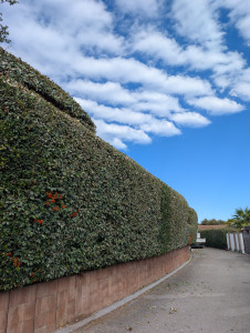 Photo de galerie - Taille de haies et d'arbustes