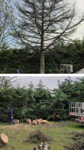 Photo de galerie - Abattage d'arbres sapin 