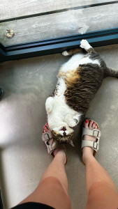 Photo de galerie - Garde de la chatte de mes voisins !