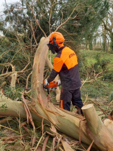 Photo de galerie - Elagage et coupe d'arbres