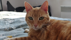 Photo de galerie - Garde de chats à domicile du propriétaire ou visites 