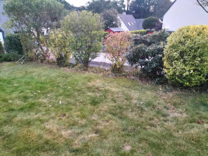 Photo de galerie - Taille de haies et d'arbustes