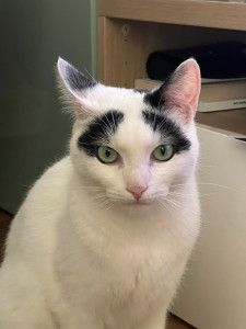 Photo de galerie - Garde chat