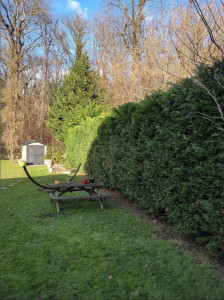 Photo de galerie - Taille de haie établi sur la commune de Belloy en France