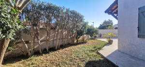 Photo de galerie - Taille de haies et d'arbustes