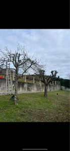 Photo de galerie - Taille d’hiver fruitiers après 