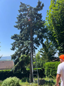 Photo de galerie - Elagage et coupe d'arbres