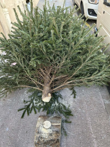 Photo de galerie - Évacuation sapin de Noël 2.5m