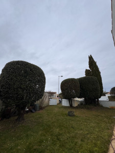Photo de galerie - Taille de haies et d'arbustes