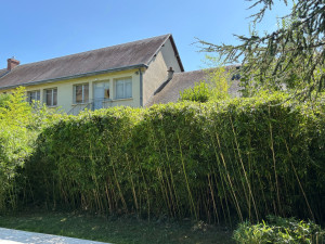 Photo de galerie - Coupage de bambou 