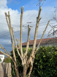 Photo de galerie - Élagage terminée