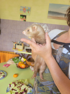 Photo de galerie - Garde animaux