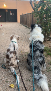 Photo de galerie - Garde animaux