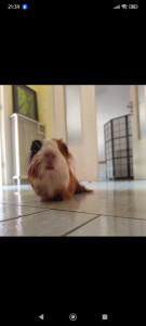 Photo de galerie - Garde animaux