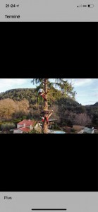 Photo de galerie - Elagage et coupe d'arbres