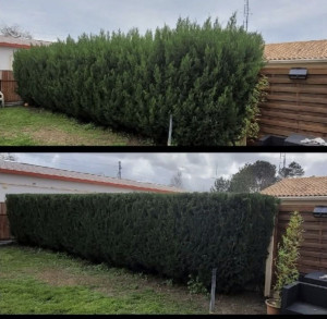 Photo de galerie - Taille de haies et d'arbustes