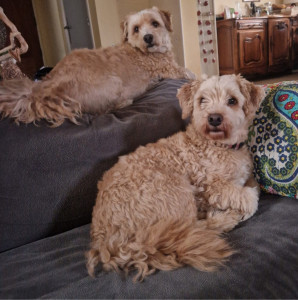 Photo de galerie - Matrix et Atlas Bichons Havanais 