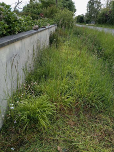 Photo de galerie - Avant debrousaillage