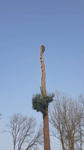 Photo de galerie - Abattage par démontage 