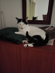 Photo de galerie - Ziggy chat que je garde  souvent. 