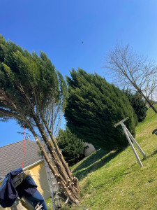 Photo de galerie - Elagage et coupe d'arbres