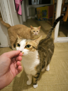 Photo de galerie - Garde animaux
