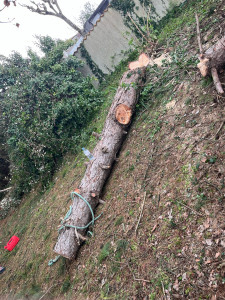 Photo de galerie - Elagage et coupe d'arbres