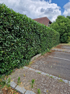 Photo de galerie - Espace vert 