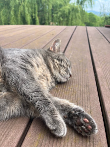 Photo de galerie - Garde de Brume