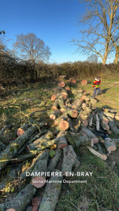 Photo de galerie - Frênes de 15 mètre 